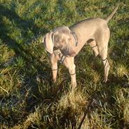 Weimaraner Shewa