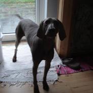Weimaraner Shewa