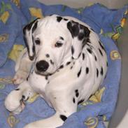 Dalmatiner Akibald R.I.P d. 4/5-2009