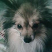 Blanding af racer Kenzo (død)