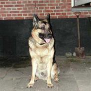Schæferhund Buster R.I.P :(