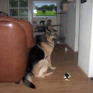 Schæferhund Buster R.I.P :(