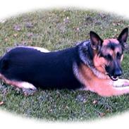Schæferhund Buster R.I.P :(