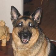 Schæferhund Buster R.I.P :(