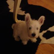 West highland white terrier anton