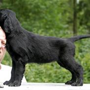Flat coated retriever Tequila 