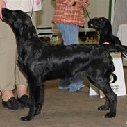Flat coated retriever Tequila 
