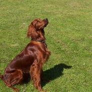 Irsk setter Lohmans Norma