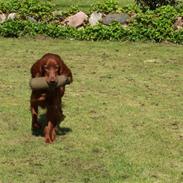 Irsk setter Lohmans Norma