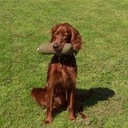 Irsk setter Lohmans Norma