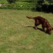 Irsk setter Lohmans Norma