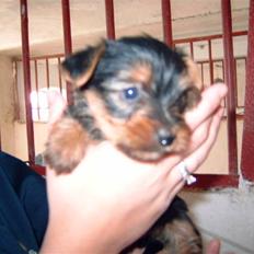 Yorkshire terrier Sofus