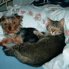 Yorkshire terrier Sofus