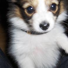 Papillon Anpala's Bailey