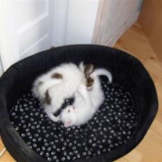 Papillon Anpala's Bailey