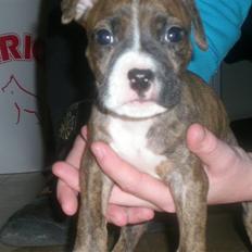 Amerikansk staffordshire terrier Diablo