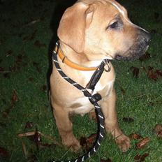 Blanding af racer Ozzy