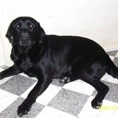 Labrador retriever Bosa