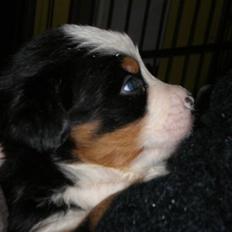 Berner sennenhund max