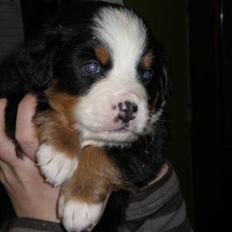 Berner sennenhund max