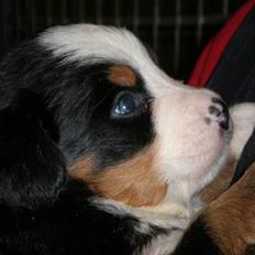 Berner sennenhund max