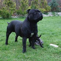 Staffordshire bull terrier Don Trigger