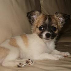 Chihuahua Perle (17.10-07)