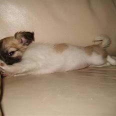 Chihuahua Perle (17.10-07)