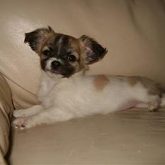 Chihuahua Perle (17.10-07)