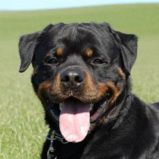 Rottweiler Heitah's Miro