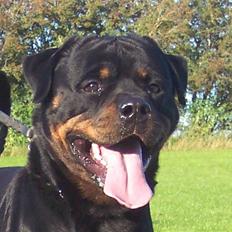 Rottweiler Heitah's Miro