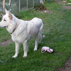 Hvid schæfer Silver