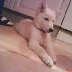 Hvid schæfer Silver