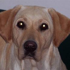 Labrador retriever Menza 