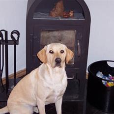 Labrador retriever Menza 