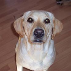 Labrador retriever Menza 