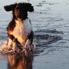 Blanding af racer Loke …… himmelhund  23/5-2022.   14.5 år 