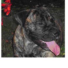 Boerboel Anasha Zanto