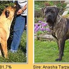 Boerboel Anasha Zanto