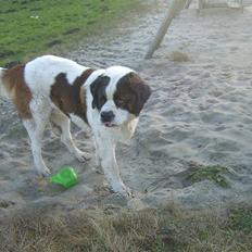 Sankt bernhardshund Bernhard   R.i.p
