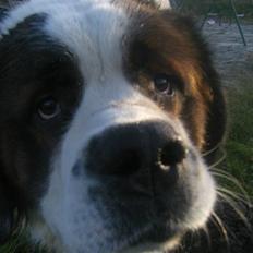 Sankt bernhardshund Bernhard   R.i.p