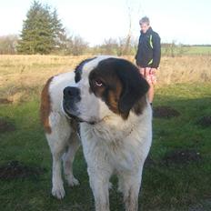 Sankt bernhardshund Bernhard   R.i.p