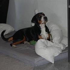 Grosser schweizer sennenhund von pedersen's angelika