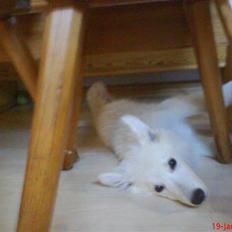 Hvid schæfer Silver