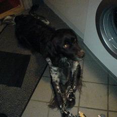 Kleiner münsterländer Pablo - hvil i fred<3.