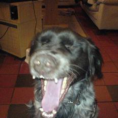 Kleiner münsterländer Pablo - hvil i fred<3.