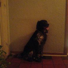 Kleiner münsterländer Pablo - hvil i fred<3.