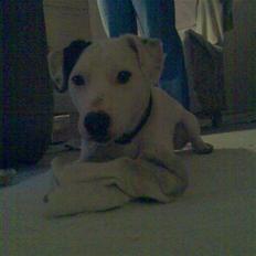 Jack russell terrier Harley