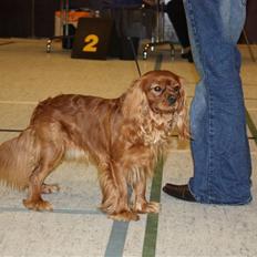 Cavalier king charles spaniel Blue Bell (Diesel) V.P.P
