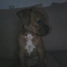 Blanding af racer Kenzo